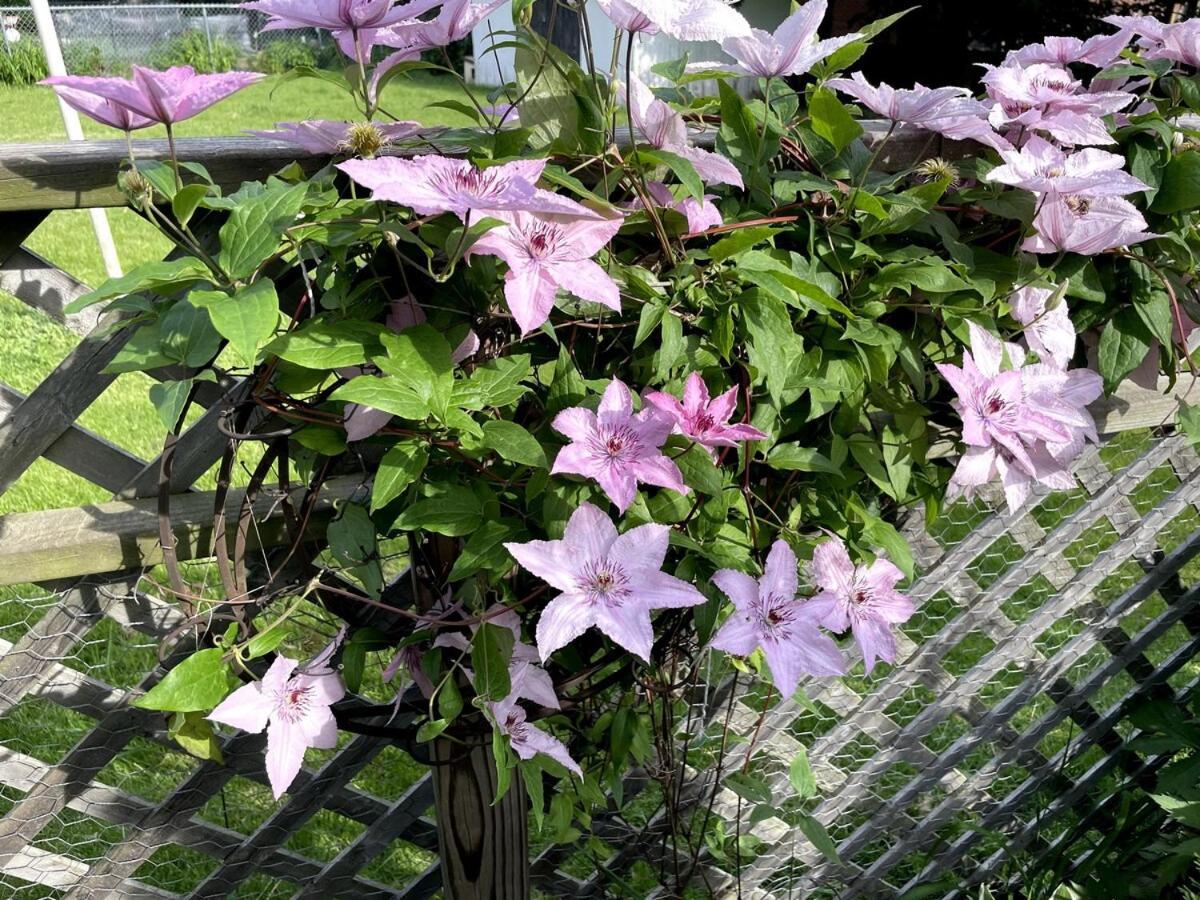 Schaumburg Paradise Oasis With A Secret Garden And Private Pool المظهر الخارجي الصورة